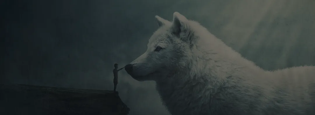 Ein Mensch steht einem riesigen weißen Wolf gegenüber, Kopf an Hand