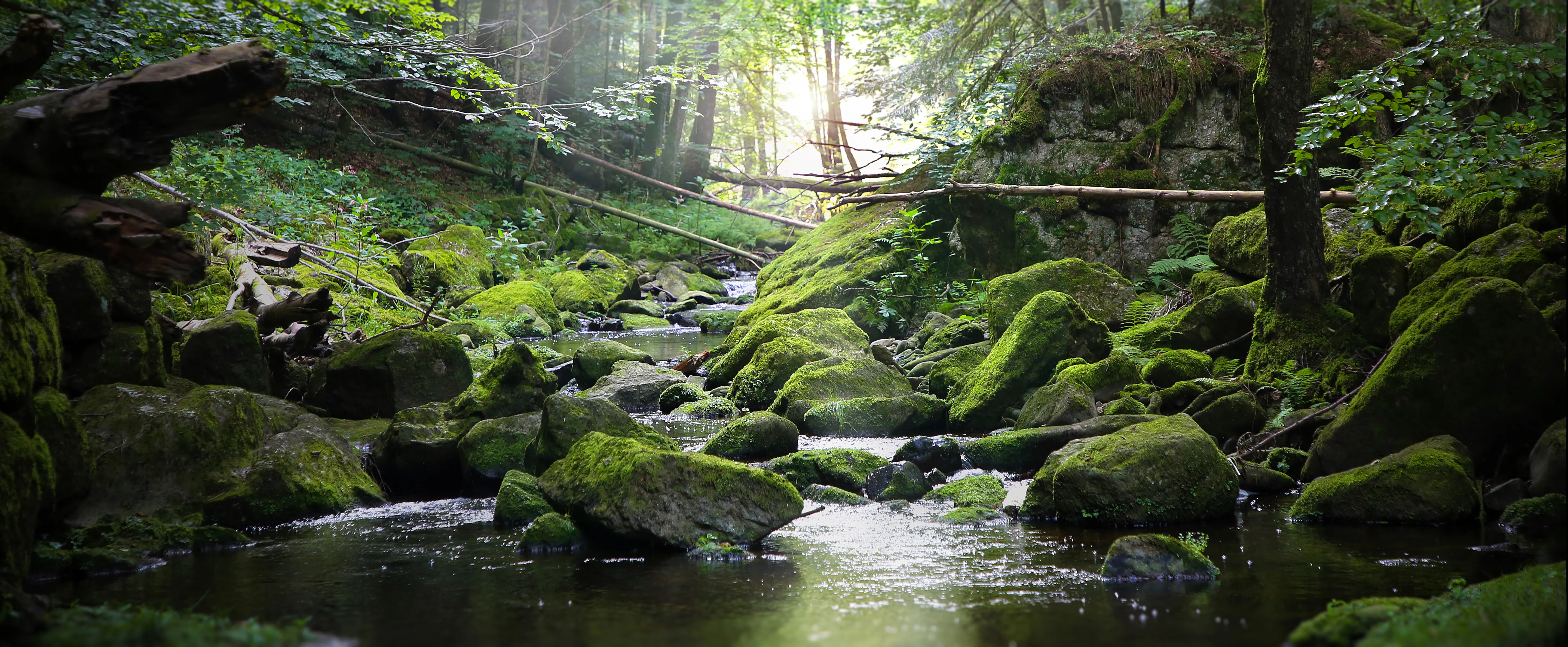Moosbewachsener Bach im Wald, Sonnenlicht zwischen den Bäumen